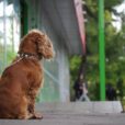 dog tied outside store