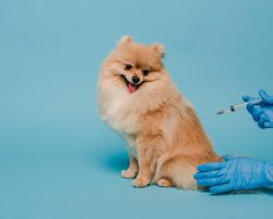 leismaniosis vaccine dog