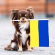pets Ukraine