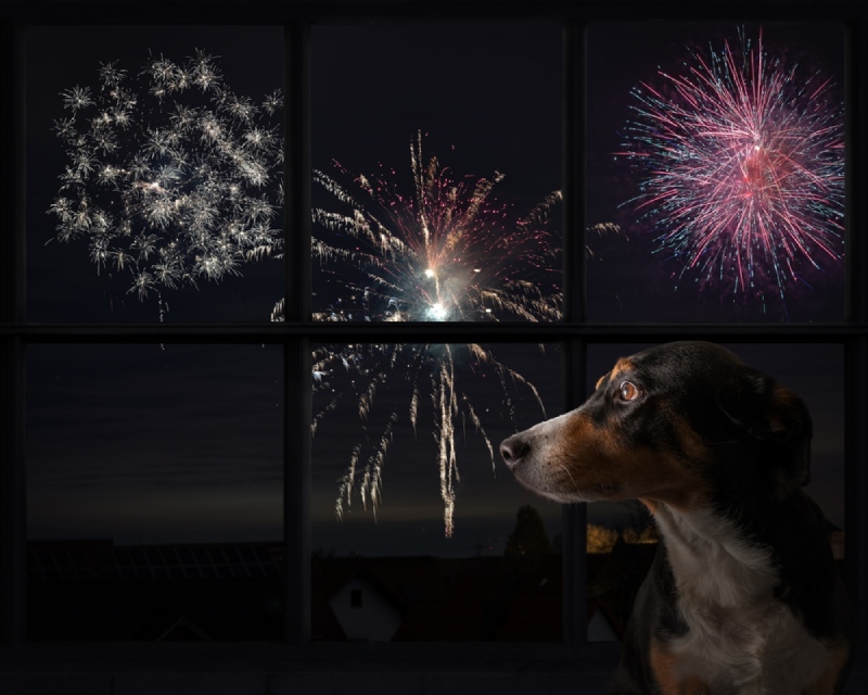 fireworks pet