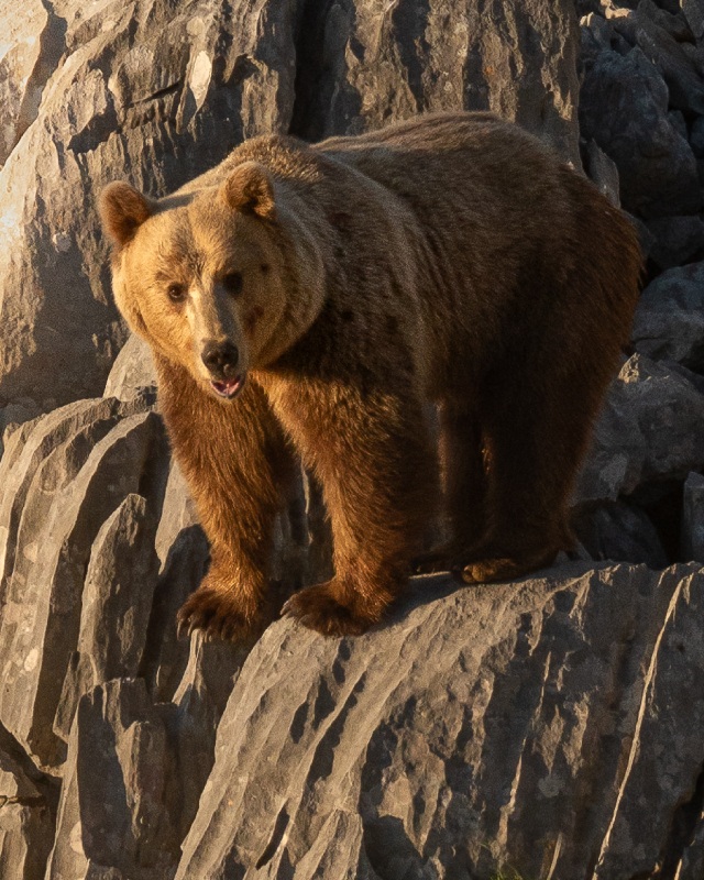 Αρκούδα Ursus Arctos