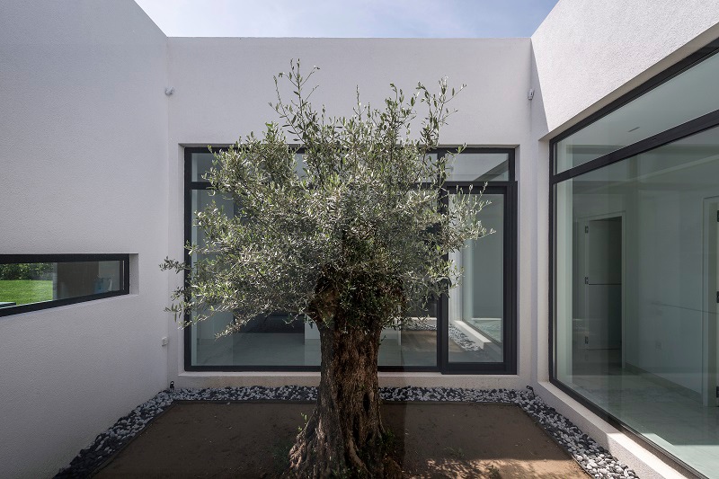 κατοικία olive tree house a