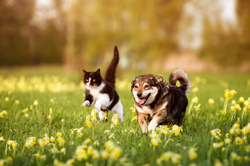 Oh My Dog Thessaloniki