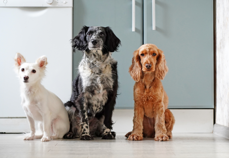 κατοικίδια