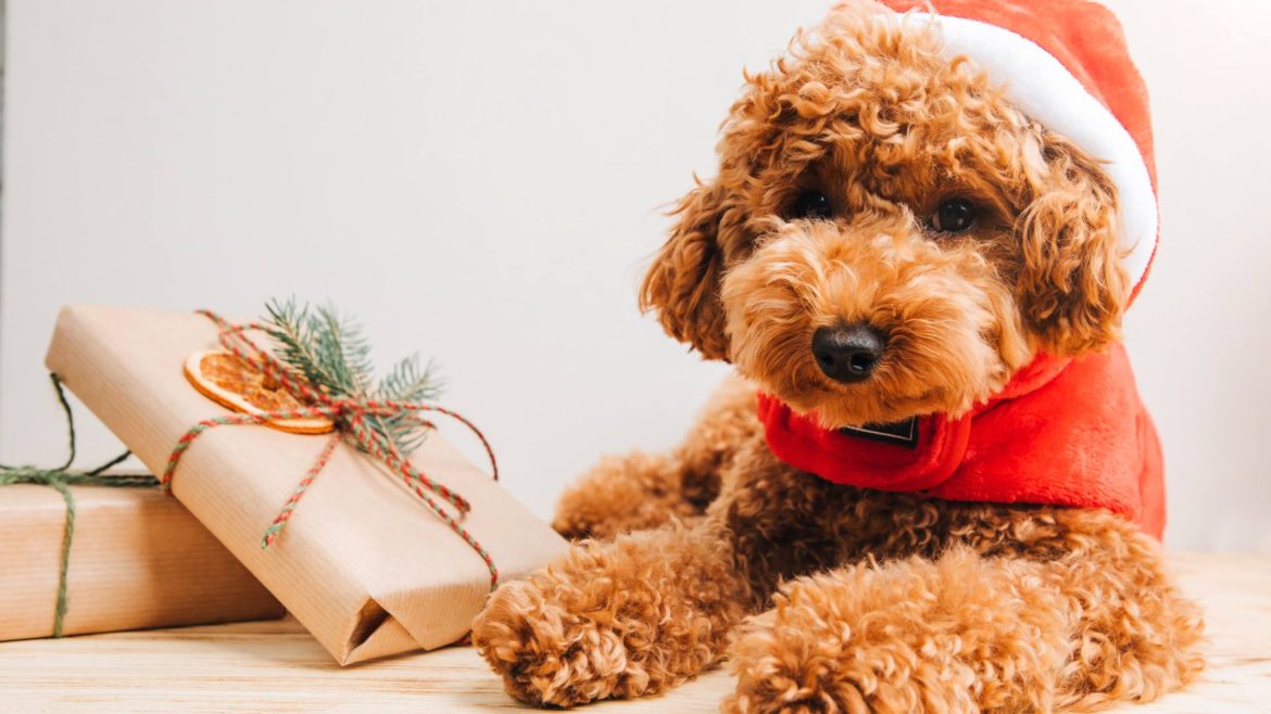 Χριστουγεννιάτικα bazaar