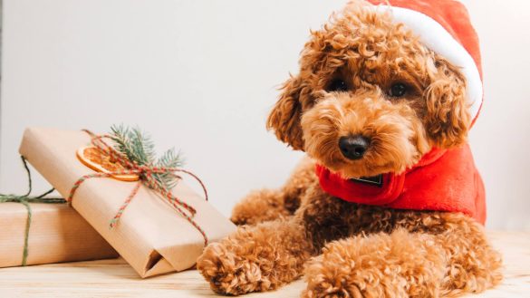 Χριστουγεννιάτικα bazaar