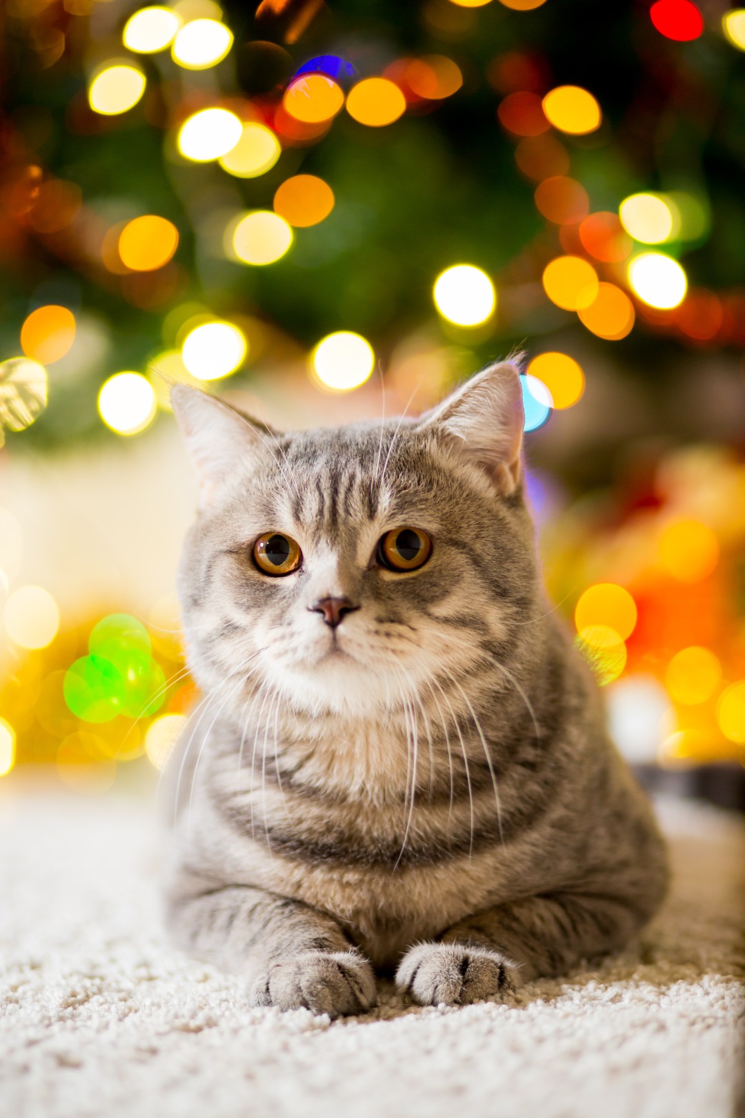 Χριστούγεννα γάτα