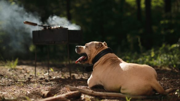Τσικνοπέμπτη