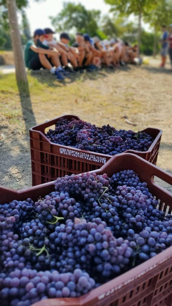 Καλοκαίρι στο Αγρόκτημα 2026