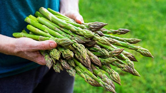 cozyvibe_aspragus_fresh