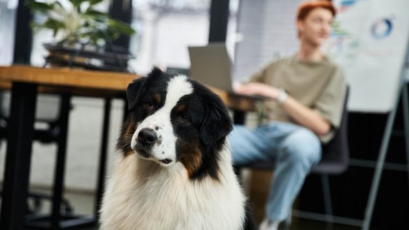 pet-friendly εταιρείες