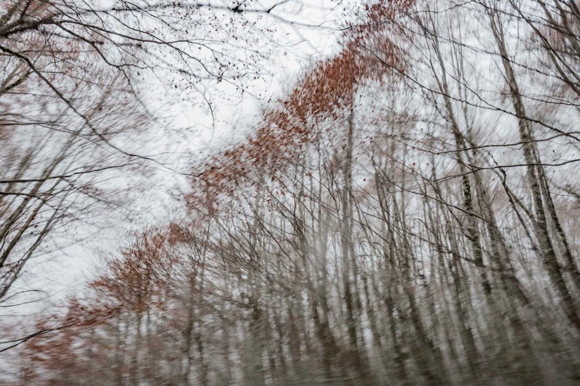Trees Dance