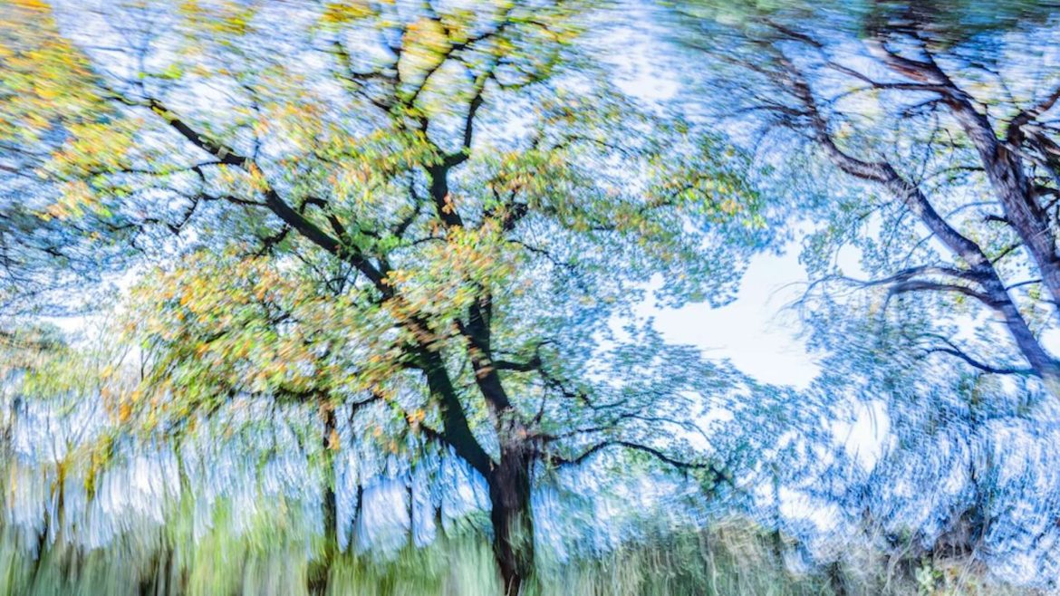 Trees Dance