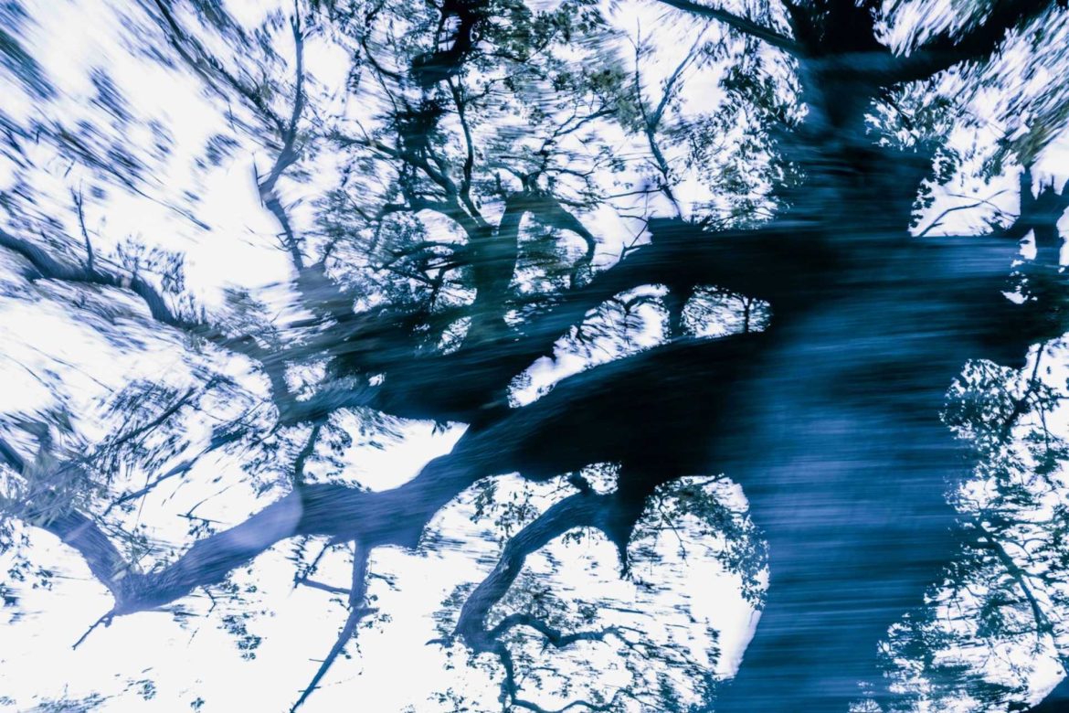 Trees Dance